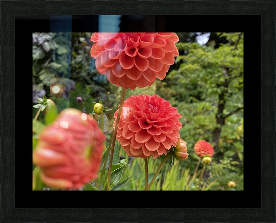 Dahlia  Picture Frame print