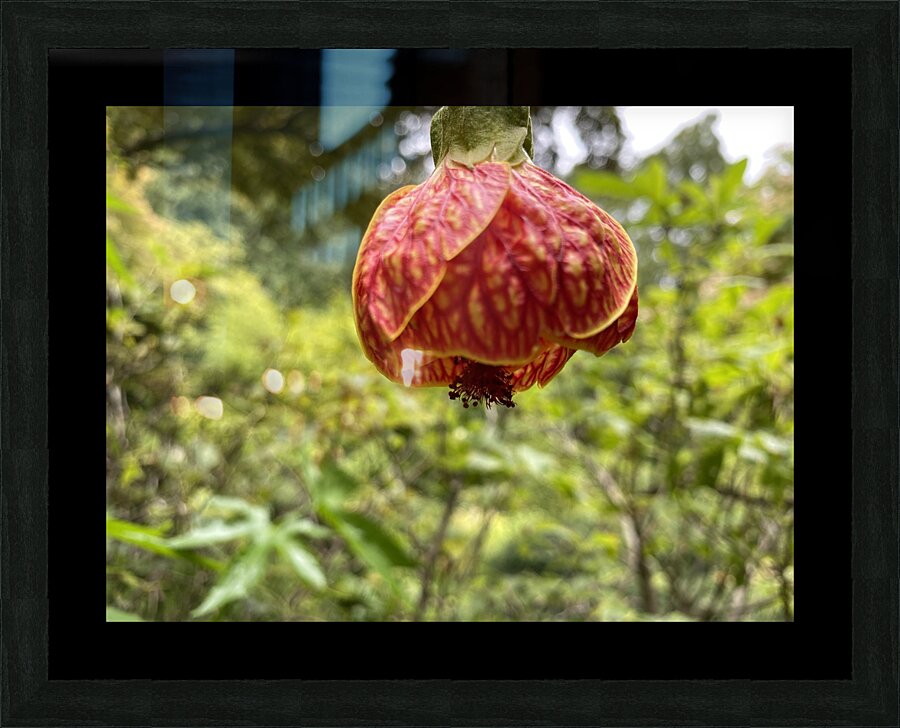 Red Tiger plant Picture Frame print