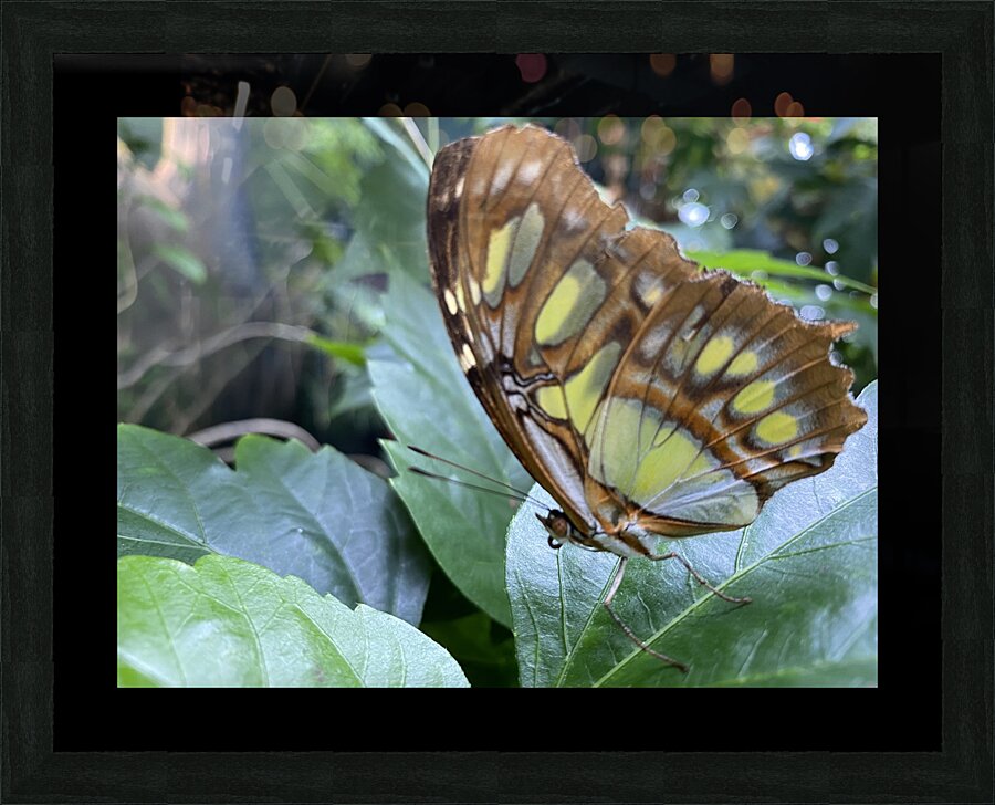 Butterfly  Picture Frame print