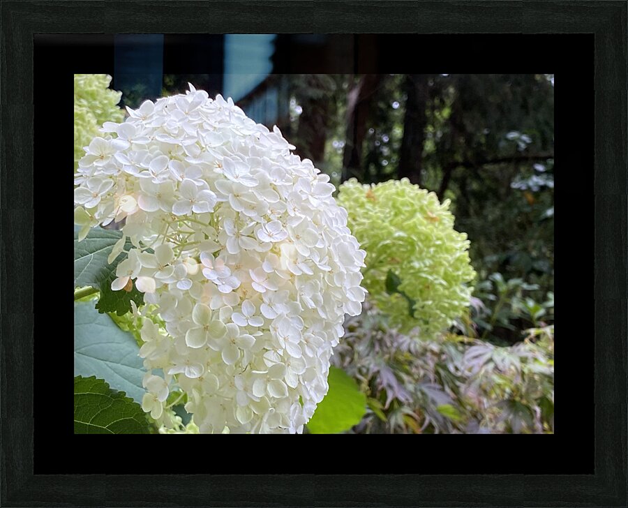 Smooth Hydrangea  Picture Frame print