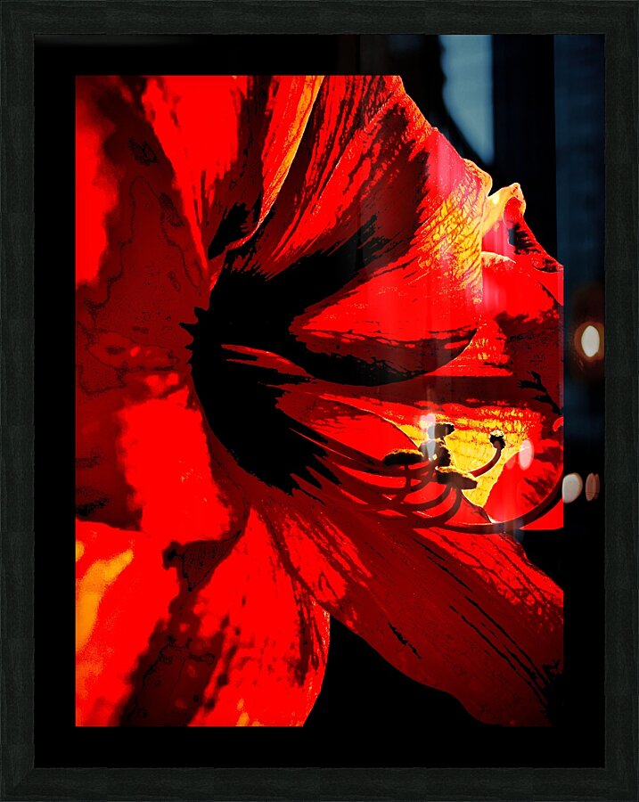 Red amaryllis  Picture Frame print
