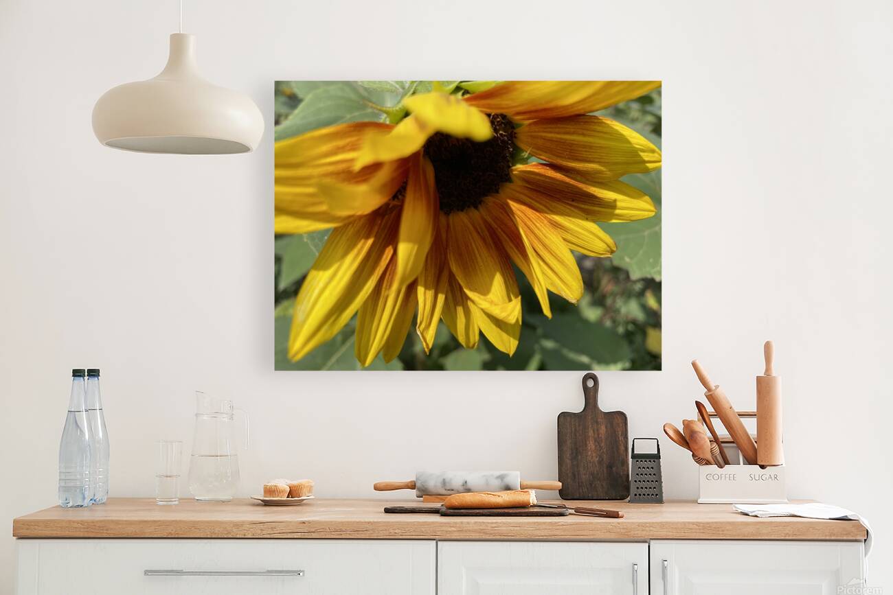 Sun Flower  Reproduction