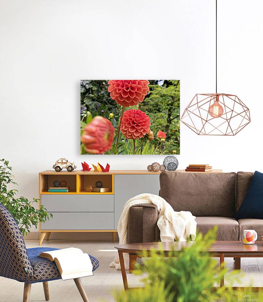 Dahlia  Reproduction