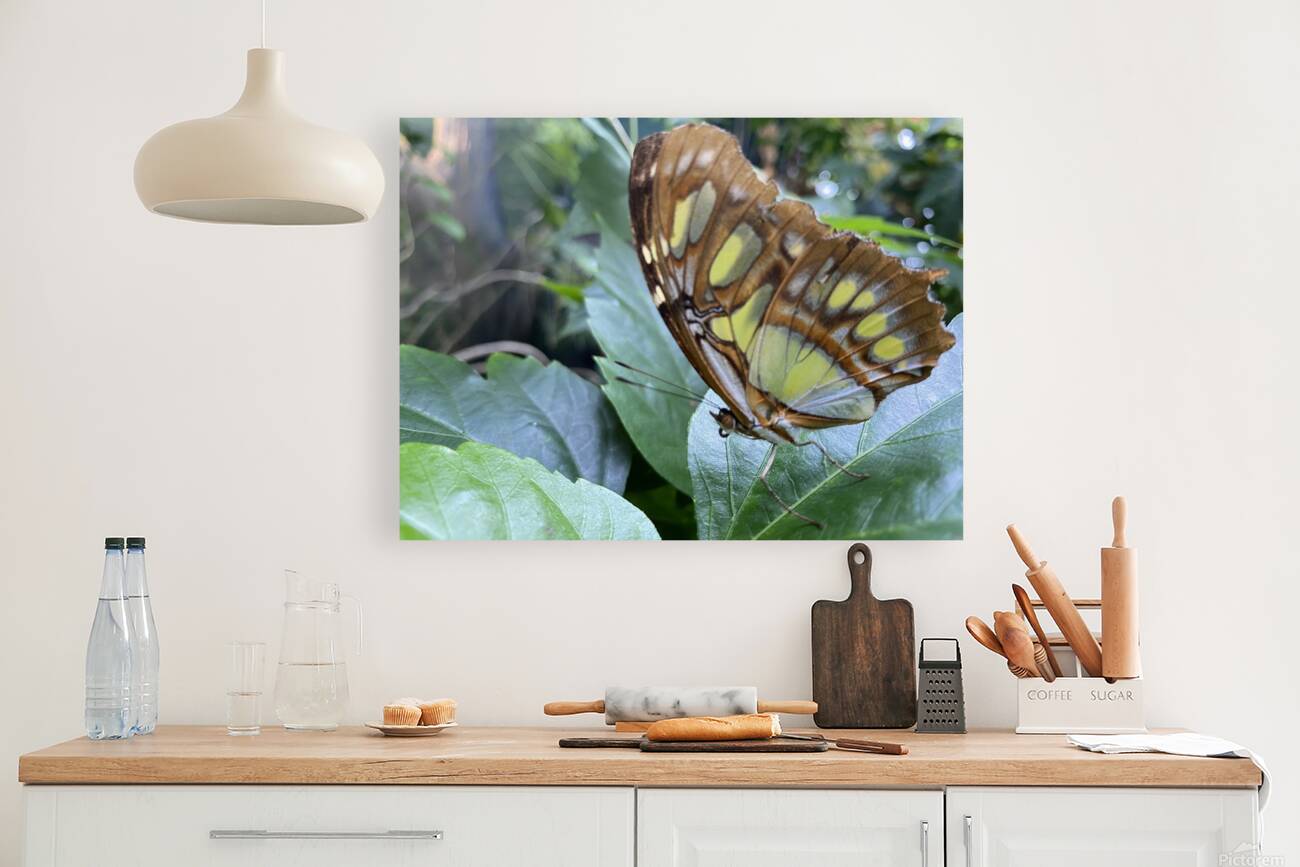 Butterfly  Reproduction