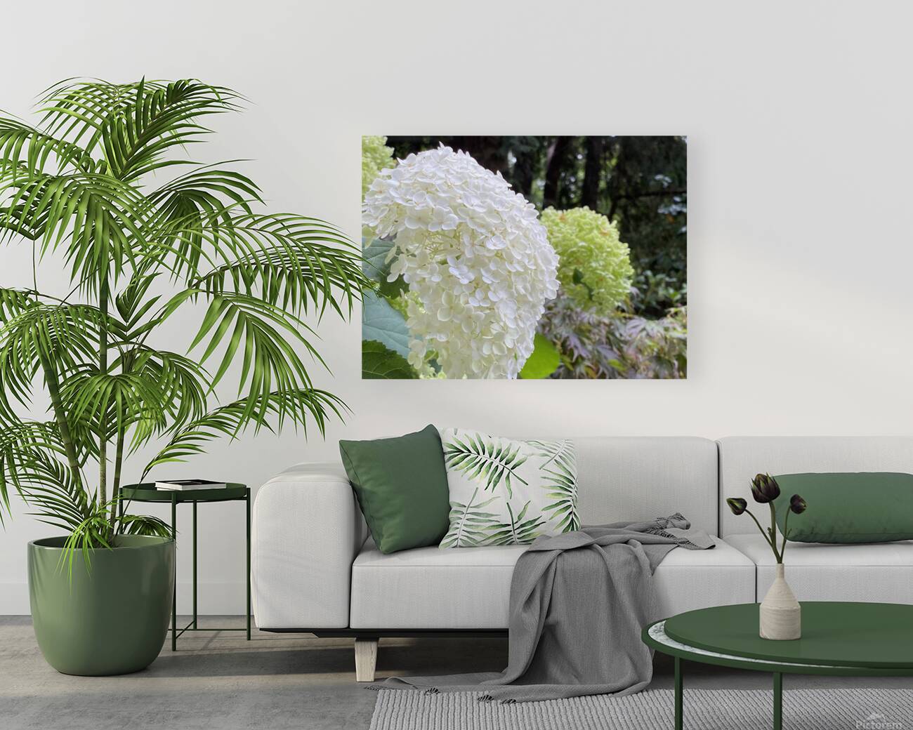 Smooth Hydrangea  Reproduction