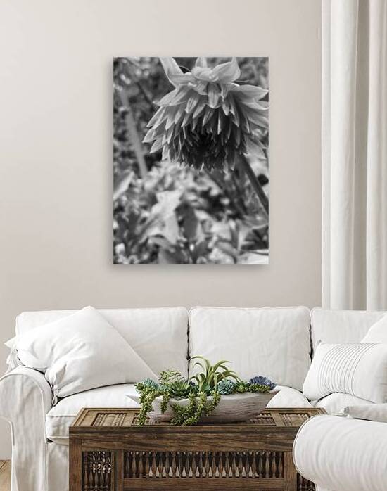 Black and white Dahila  by A R G