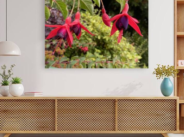Hummingbird fuchsia  by A R G