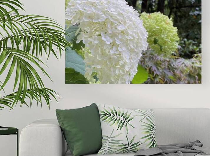 Smooth Hydrangea  by A R G