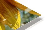 Sun Flower  HD Metal print
