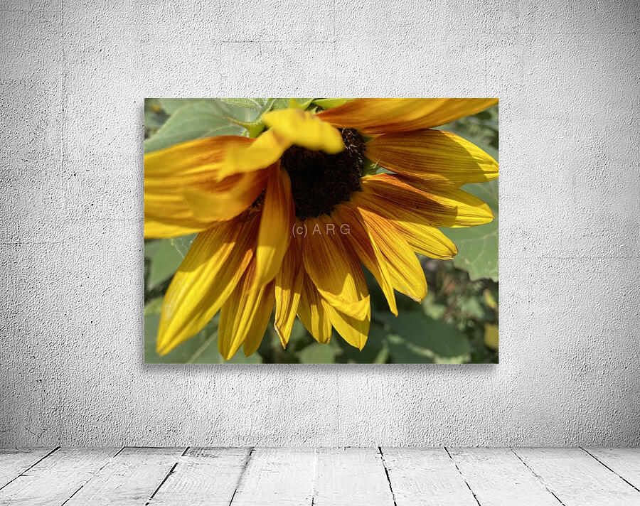 Sun Flower  Wall Preview