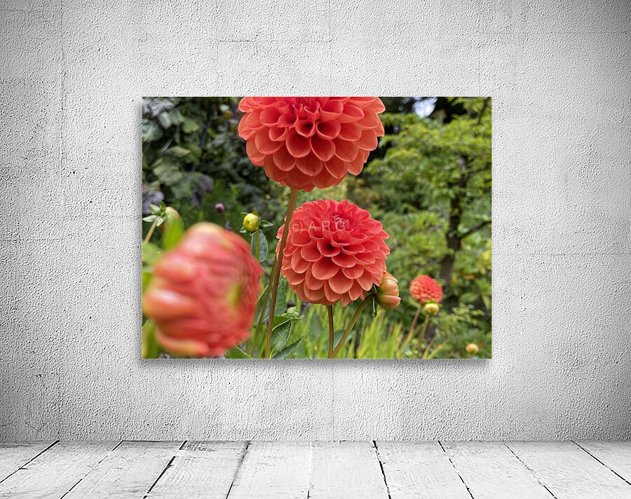 Dahlia  Wall Preview