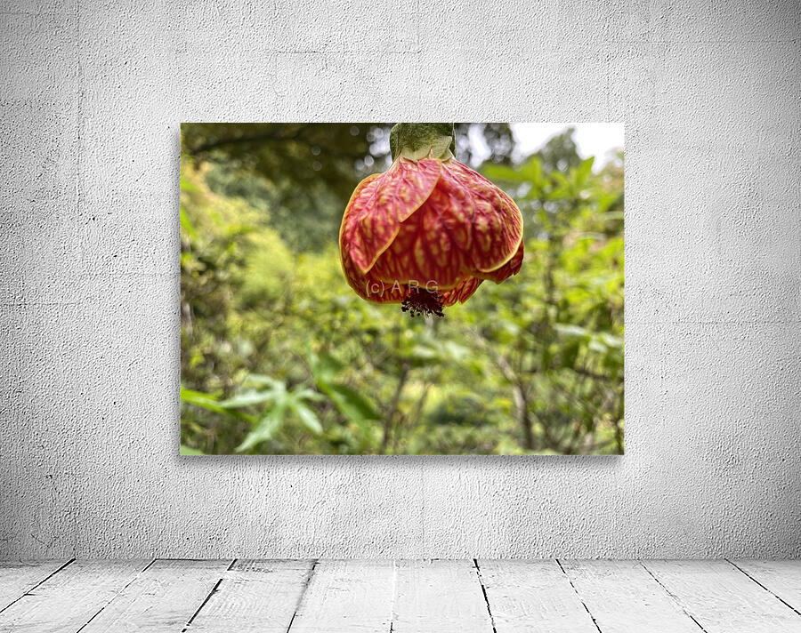 Red Tiger plant Wall Preview