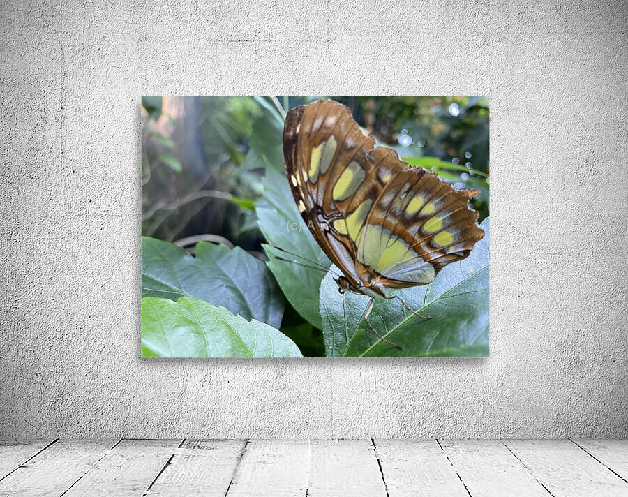Butterfly  Wall Preview