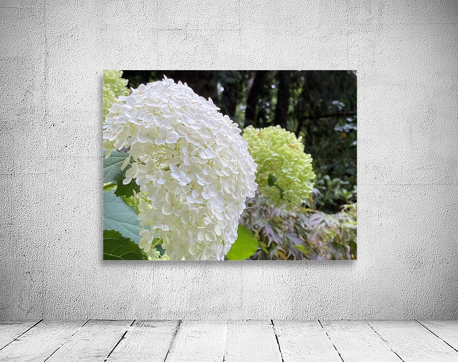 Smooth Hydrangea  Wall Preview