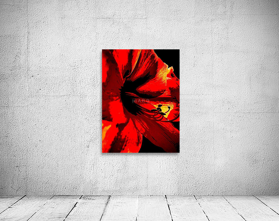 Red amaryllis  Wall Preview