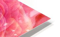 So Many Soft Petals HD Metal print