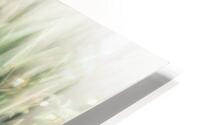 White Iris HD Metal print