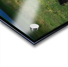 ELDER SHEEP DOG Acrylic print