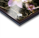 Riverside Crocuses Acrylic print