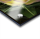 ORANGE YELLOW ROSE Acrylic print