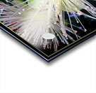 GUAVA BLOSSOMS Acrylic print