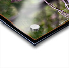 RED SQUIRREL POSING Acrylic print