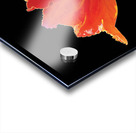 AFRICAN TULIPS 2 Acrylic print