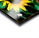 SUN FLOWER SCARLET RUNNERS Acrylic print