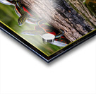 PAINTED TURTLES SUNNING Acrylic print