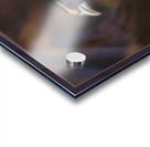 EVENING GROSBEAK PONDERING Acrylic print