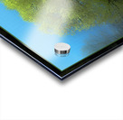 Cottonwood Poplar Acrylic print