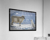 BILATERAL HERDING Acrylic Print