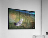 ELDER SHEEP DOG Acrylic Print