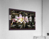 Riverside Crocuses Acrylic Print