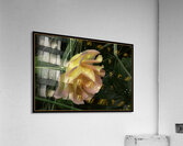 ORANGE YELLOW ROSE Acrylic Print