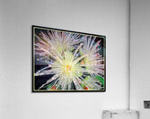 GUAVA BLOSSOMS Acrylic Print