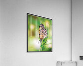 BUTTERFLY TIPTOE Acrylic Print