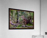 RED SQUIRREL POSING Acrylic Print