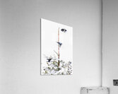 MAGPIE CONVENTION 3 CONCLUDED Acrylic Print