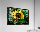 SUN FLOWER SCARLET RUNNERS Acrylic Print