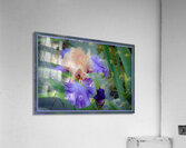 LIGHT PURPLE ORANGE IRIS Acrylic Print
