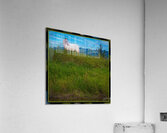 WHITE HOURSE ALONG THE SHUSWAP RIVER Acrylic Print