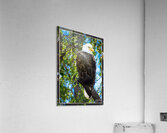 BALD EAGLE EYEING THE KAYAK Acrylic Print