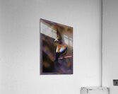 EVENING GROSBEAK PONDERING Acrylic Print