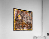 GOLD FINCH CONTEMPLATION Acrylic Print