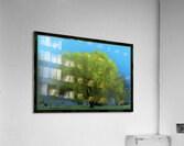 Cottonwood Poplar Acrylic Print