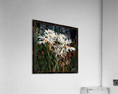 DAISIES DANCING YEAR S END RITUAL Acrylic Print