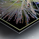 GUAVA BLOSSOMS Metal print