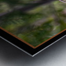 RED SQUIRREL POSING Metal print