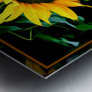 SUN FLOWER SCARLET RUNNERS Metal print